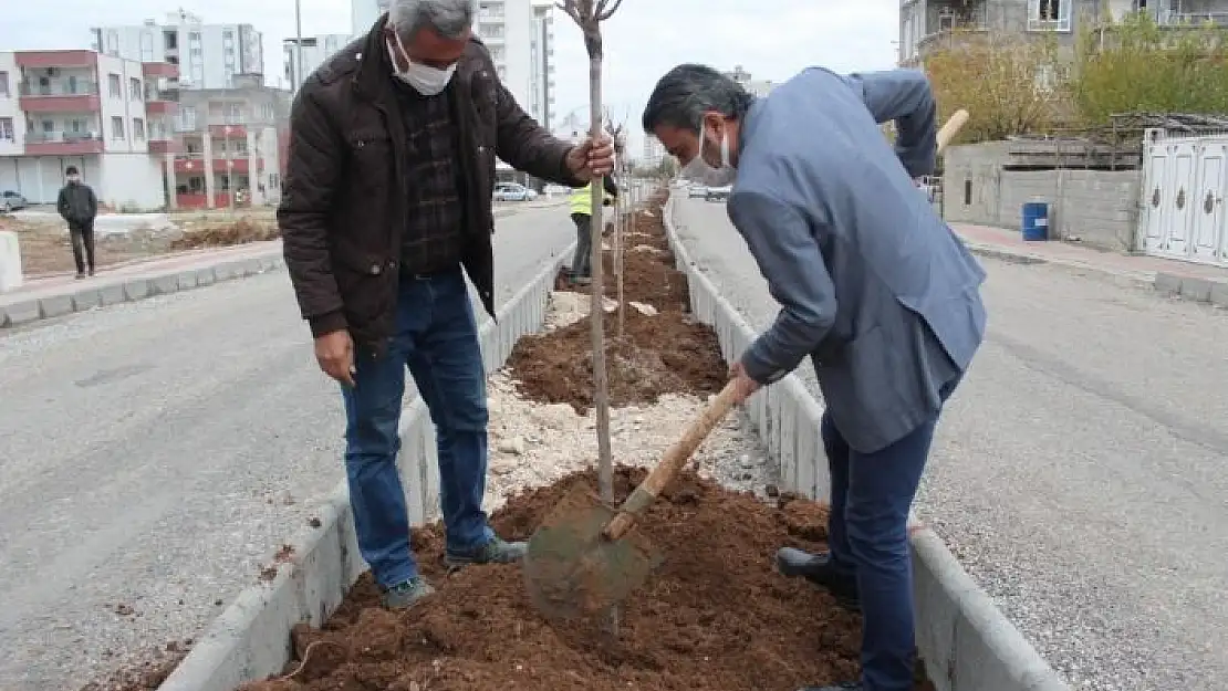 'Kahta´da yeşillendirme çalışmaları devam ediyor'