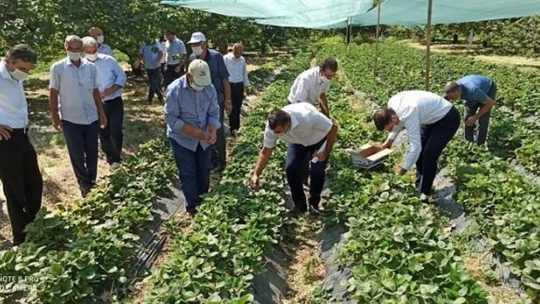 'Kale´de Çilek yaygınlaşıyor'