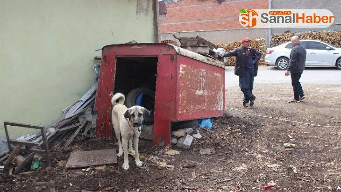 Kamera da köpek de hırsızlara engel olamadı