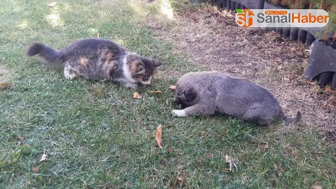 Kangal ile kedinin dostluğu