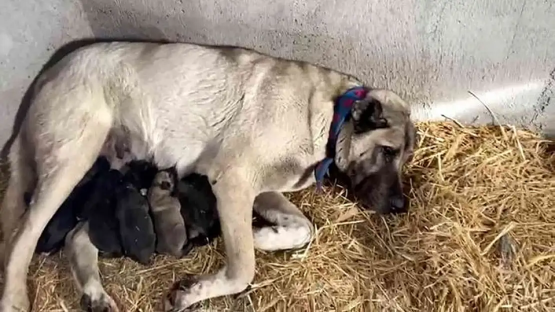 'Kangal köpeği fırtınada doğum yaptı, sahibinin yaptığı yürekleri ısıttı'