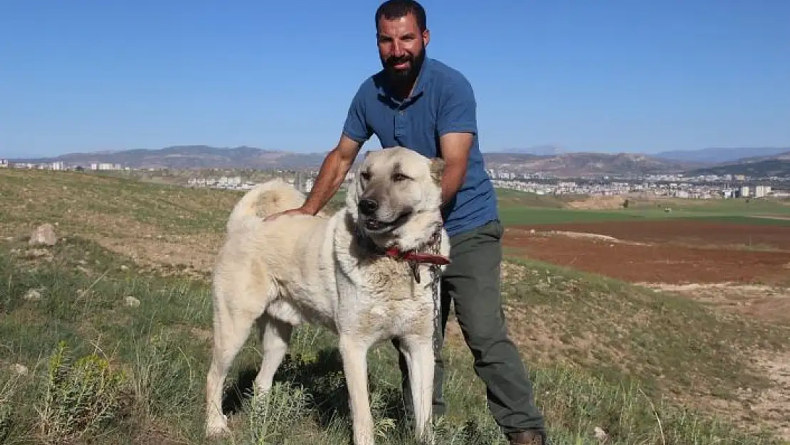 'Kangal köpeği yetiştiricisi:''`Ben üreticiyim´ diyen herkesin suç kayıtlarına bakılsın'''