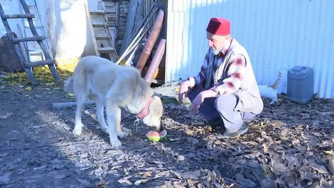 'Kangal köpeğinin et yerine sebze yediğini gören Elazığlının şiveli tepkisi güldürdü'