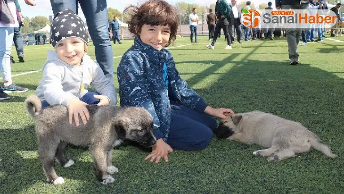 Kangal köpekleri güzellikleri ile kıyasıya yarıştı