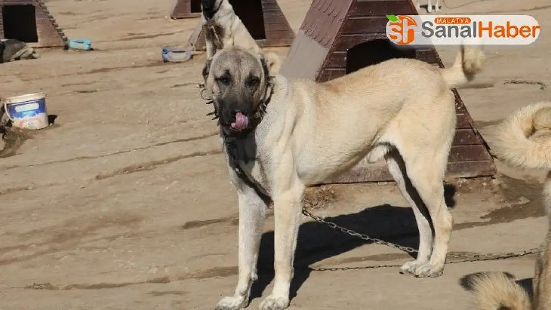 Kangal köpeklerine 7 milyon liralık tesis