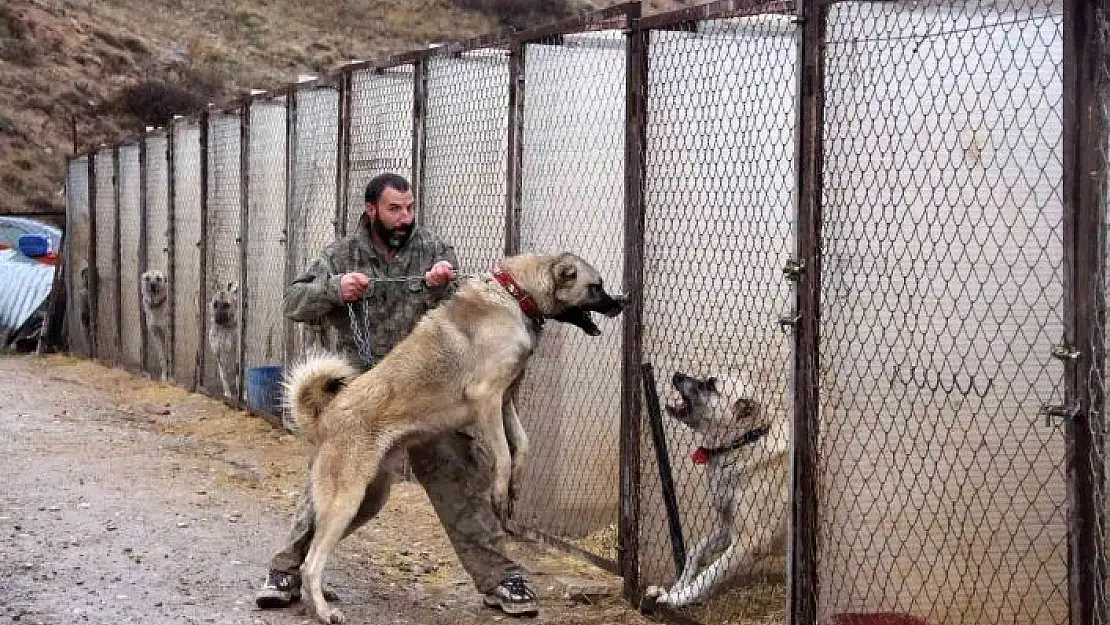 'Kangallar, kurttan daha güçlü'