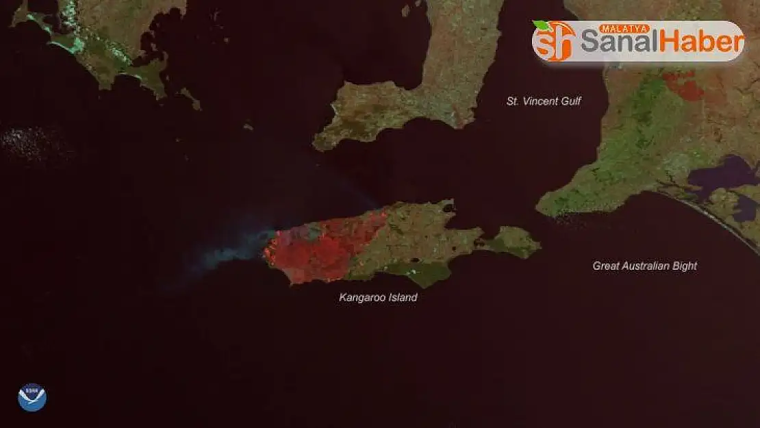 Kanguru Adası'nın üçte biri yandı