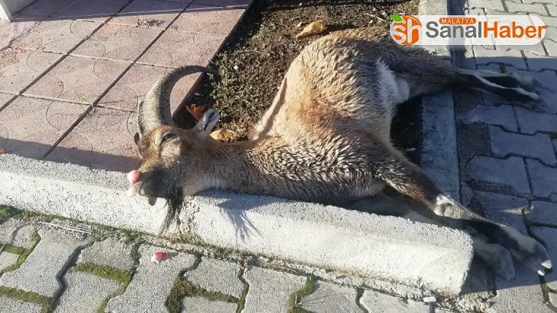 Karayoluna inen dağ keçisine araç çarptı