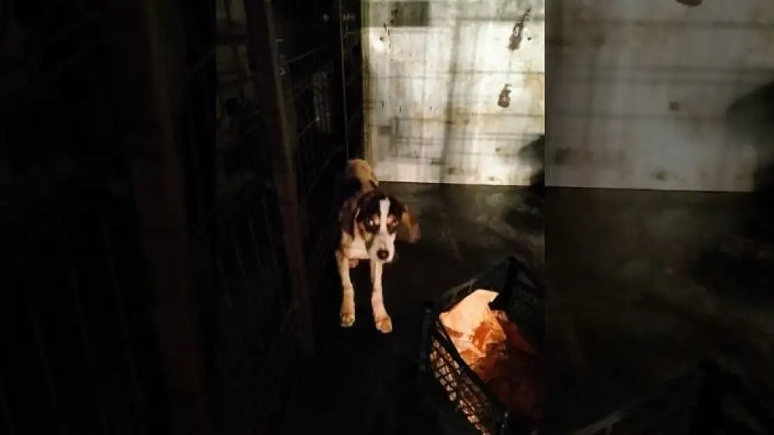 'Karda mahsur kalan köpek kurtarıldı'