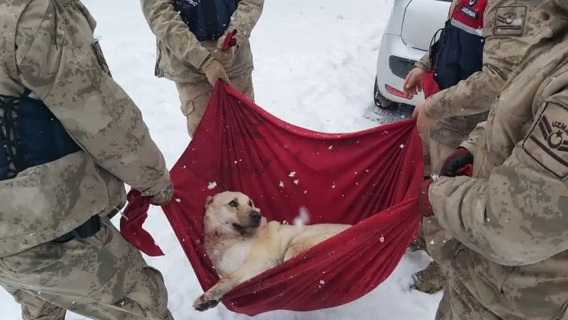 'Karda yaralı halde bulunan Köpek´e jandarma şefkati'