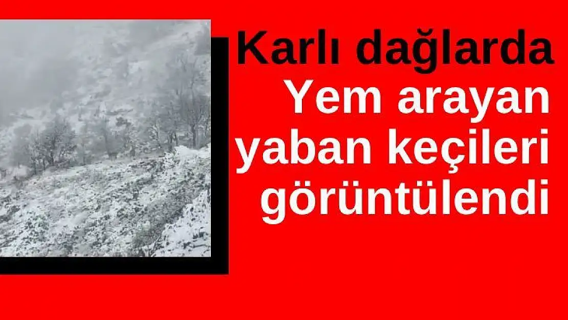 Karlı dağlarda yem arayan yaban keçileri görüntülendi