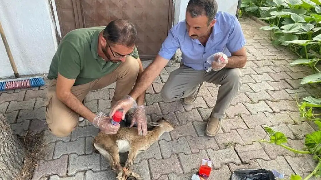 'Kartalın pençesinden kurtulan yavru yaban keçisi tedavi altına alındı'