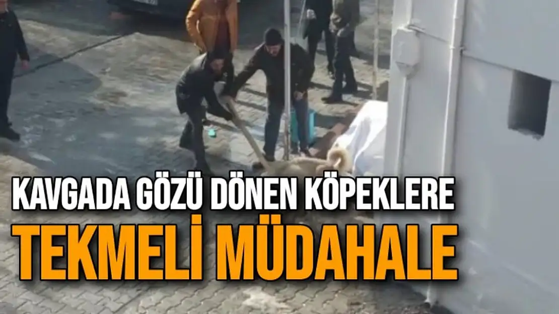 Kavgada gözü dönen köpeklere tekmeli müdahale