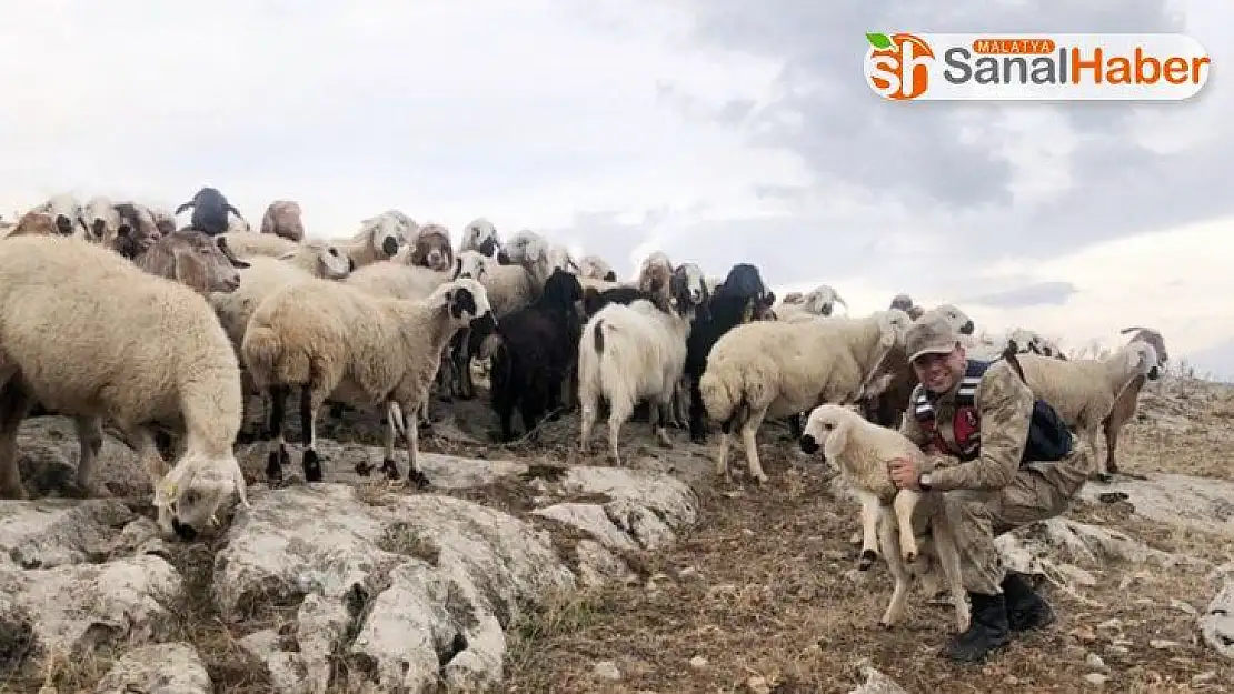 Kaybolan 70 küçükbaş hayvanı jandarma buldu