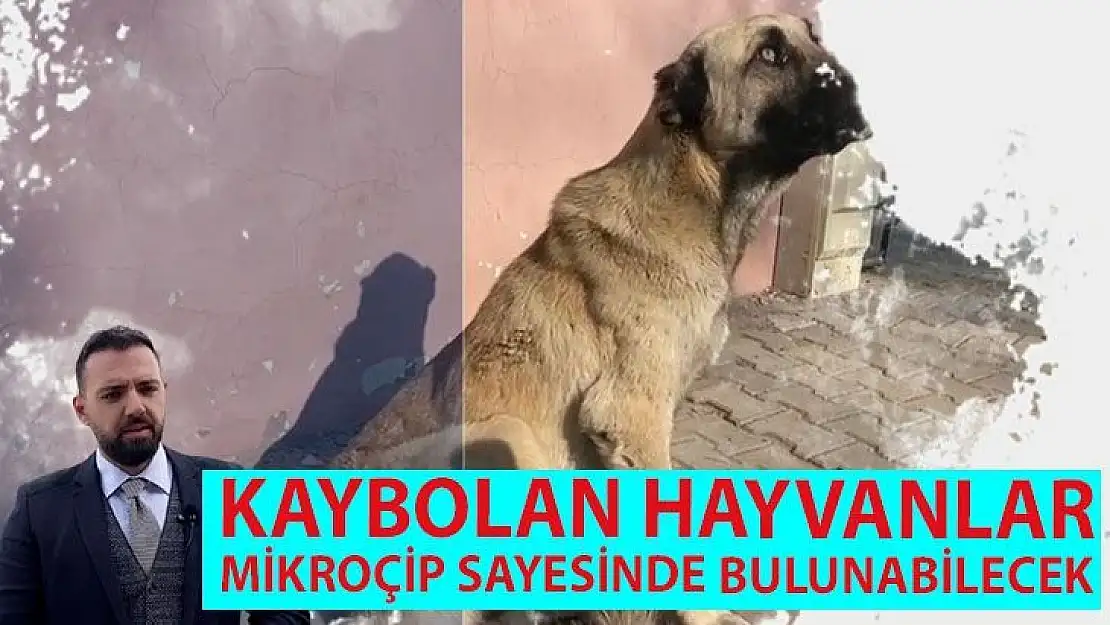 Kaybolan hayvanlar mikroçip sayesinde bulunabilecek