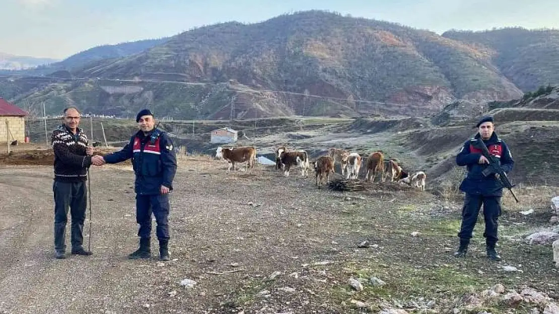 'Kaybolan hayvanları jandarma buldu'