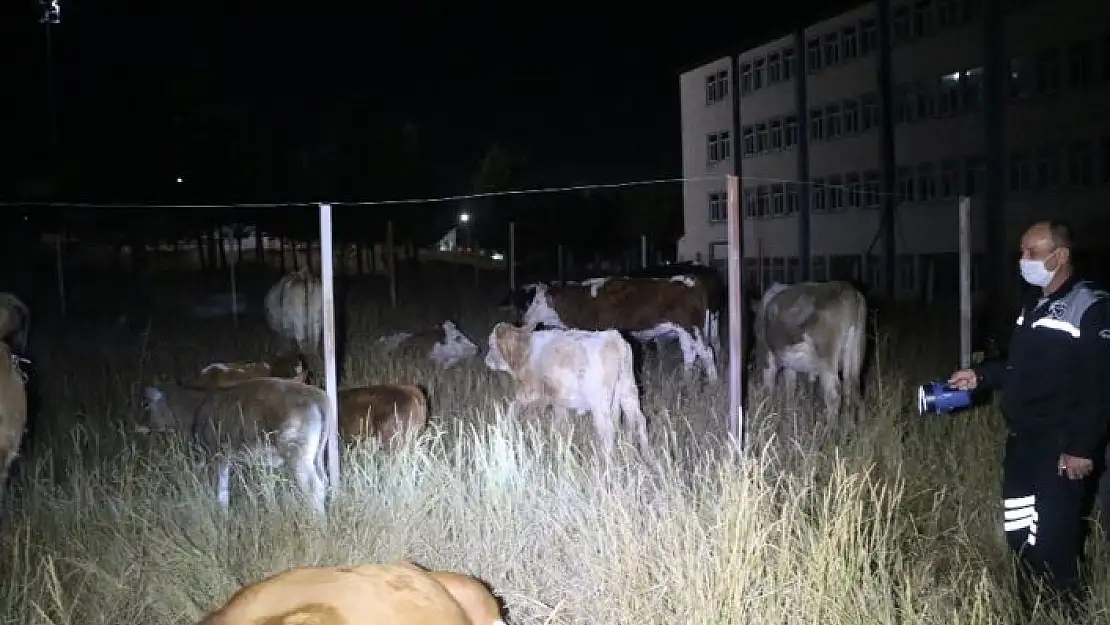 'Kaybolan inek sürüsü üniversite yerleşkesine girdi'