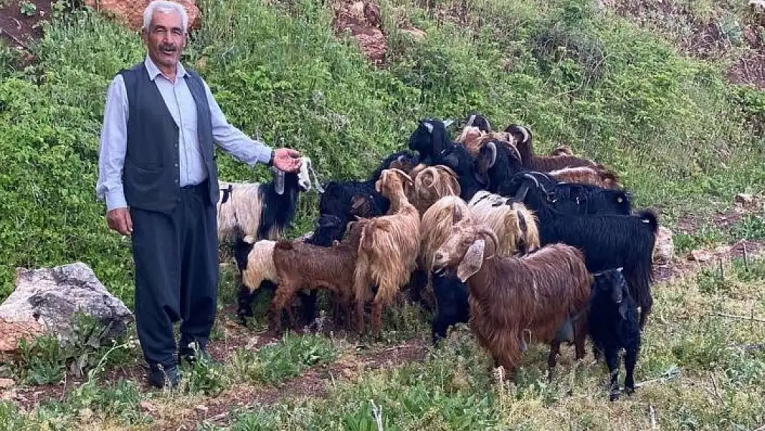 'Kaybolan küçükbaş sürüsünü jandarma ekipleri buldu'