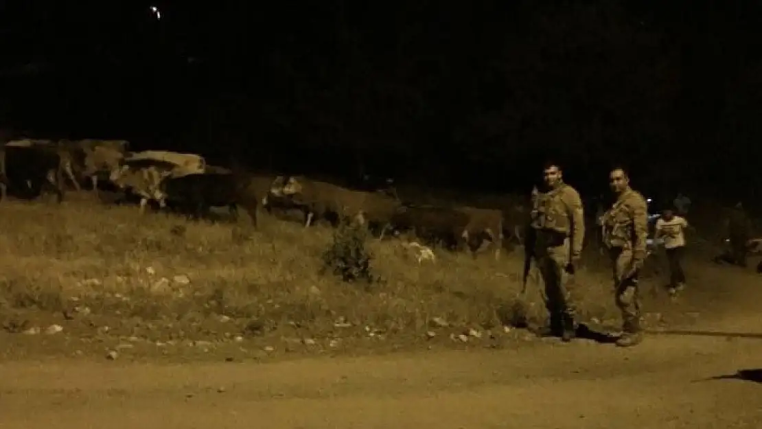 'Kayıp hayvanlar, gece görüş termalleriyle bulundu'