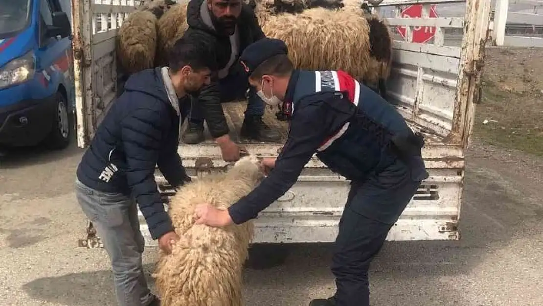 'Kayıp hayvanlar jandarma tarafından bulundu'