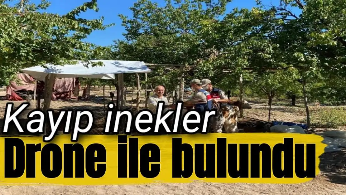 Kayıp inekler drone ile bulundu