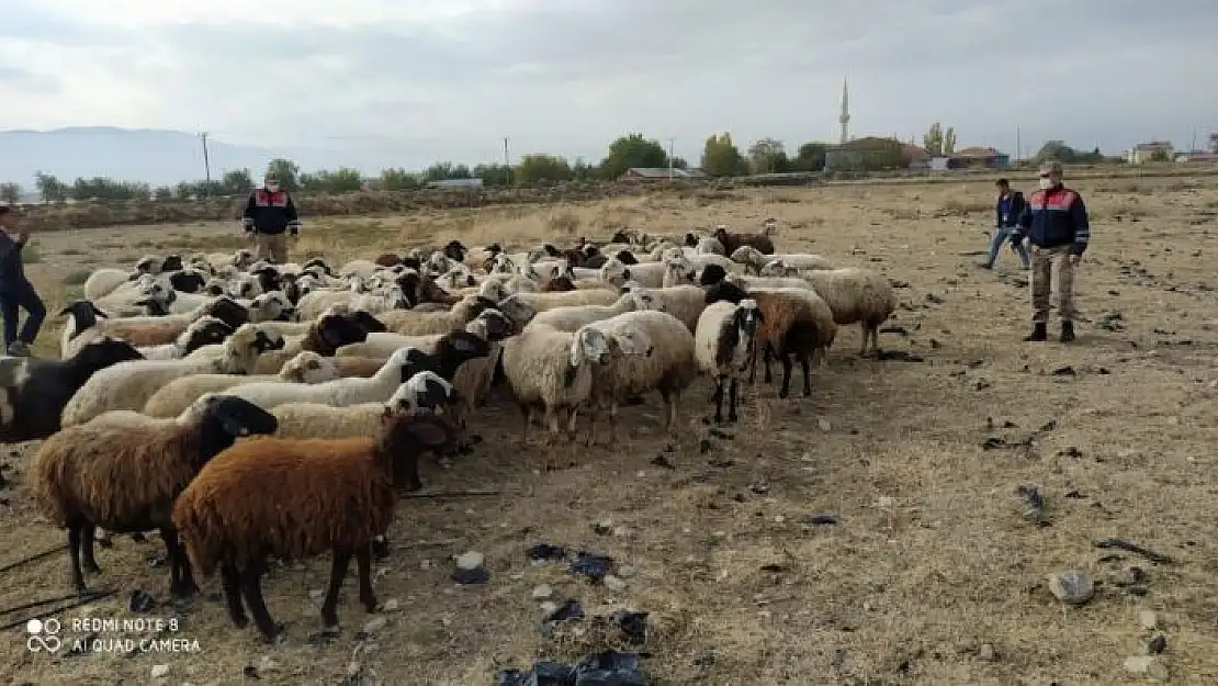 'Kayıp koyun sürüsü 10 kilometre uzakta bulundu'