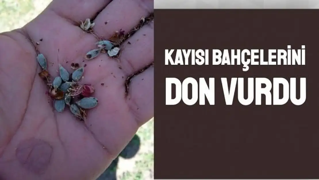 Kayısı bahçelerini don vurdu