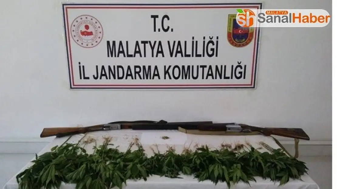 Kayısı bahçesinde kenevir ele geçirildi