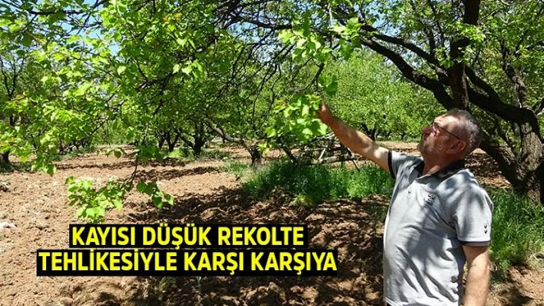 Kayısı düşük rekolte tehlikesiyle karşı karşıya