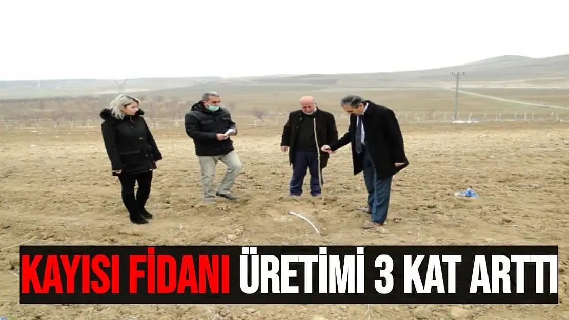 Kayısı fidanı üretimi 3 kat arttı