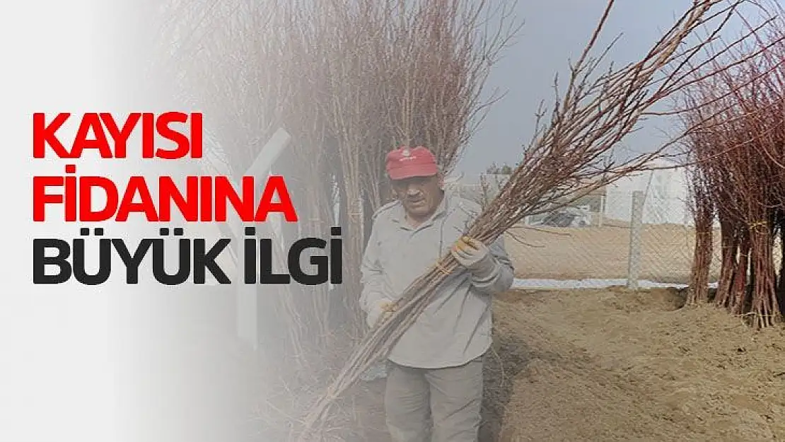 Kayısı fidanına büyük ilgi