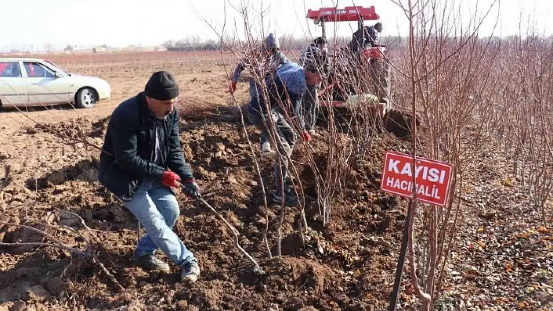 'Kayısı fiyatları yükseldi fideye talep arttı'