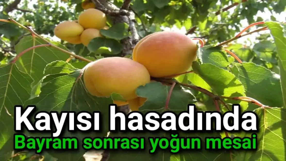 Kayısı hasadında bayram sonrası yoğun mesai