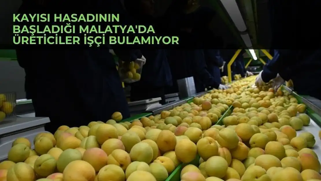 Kayısı hasadının başladığı Malatyada üreticiler işçi bulamıyor