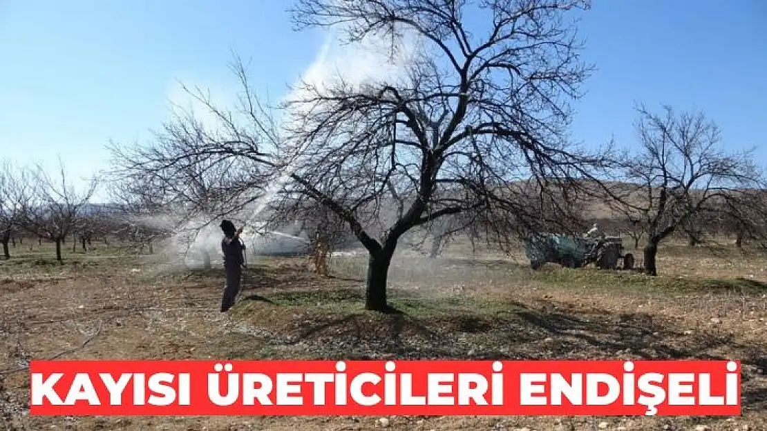 Kayısı üreticileri endişeli