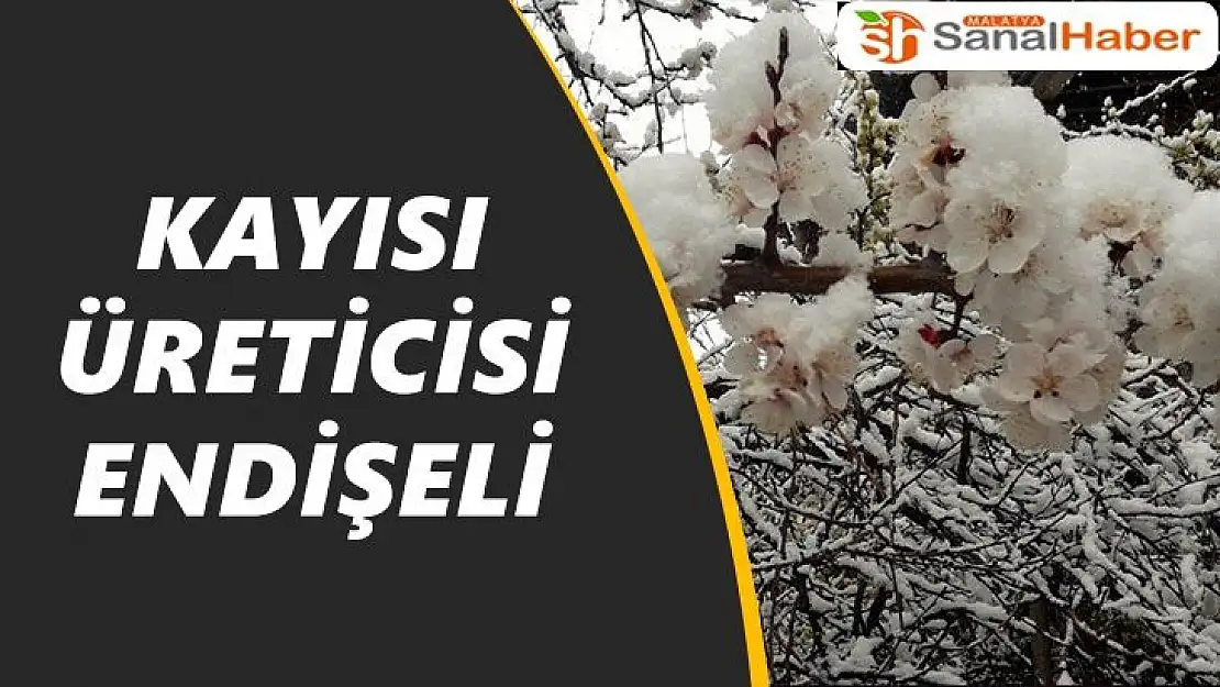 Kayısı üreticisi endişeli