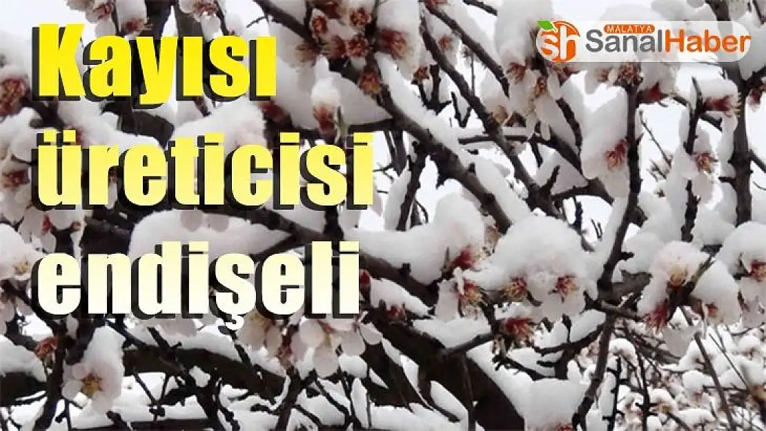 Kayısı üreticisi endişeli