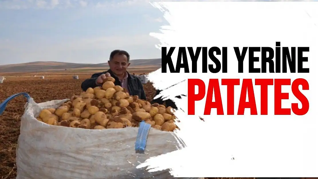 Kayısı yerine patates