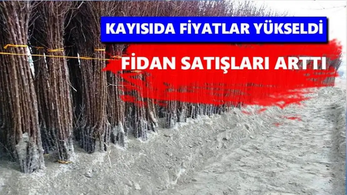 Kayısıda fiyatlar yükseldi, fidan satışları arttı