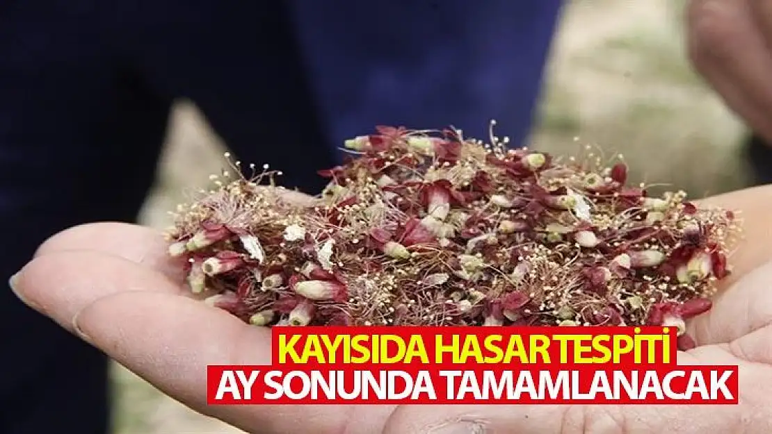 Kayısıda hasar tespiti ay sonunda tamamlanacak