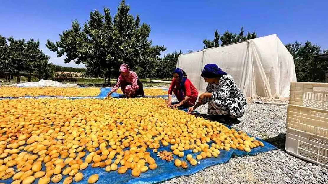 'Kayısıda hasat dönemi'