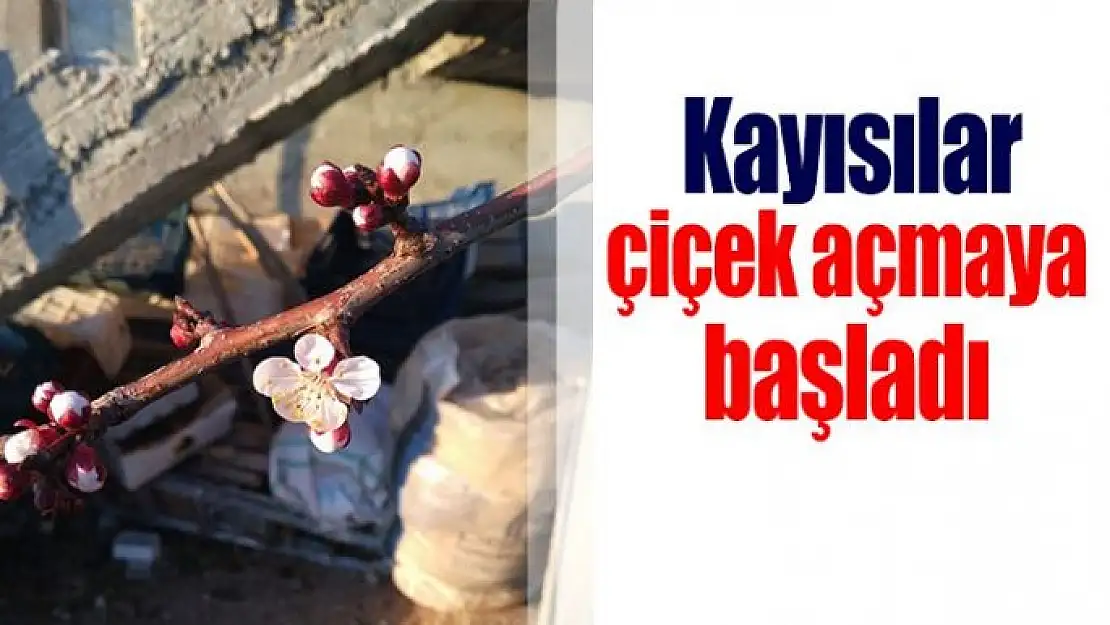 Kayısılar çiçek açmaya başladı