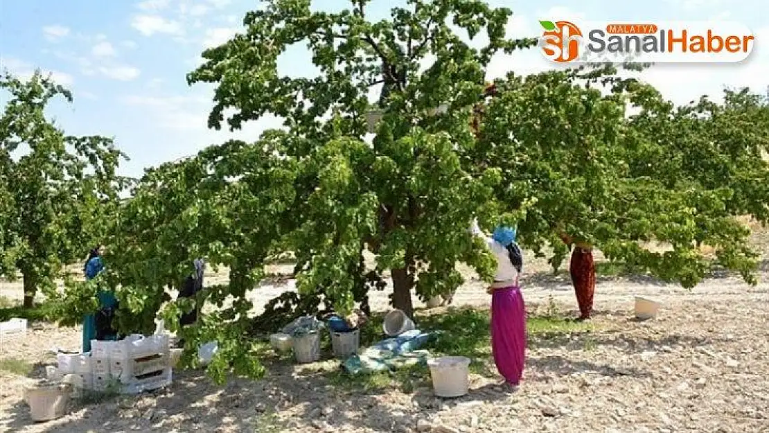 Kayısı üreticilerinin dikkatine