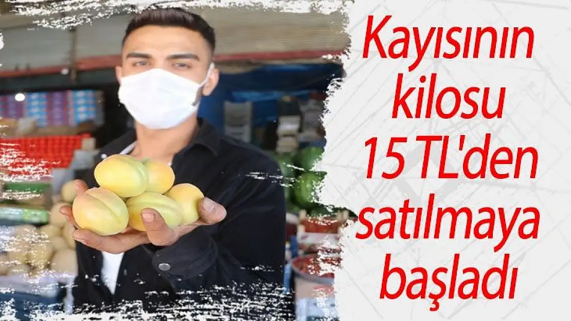 Kayısının kilosu 15 TL'den satılmaya başladı