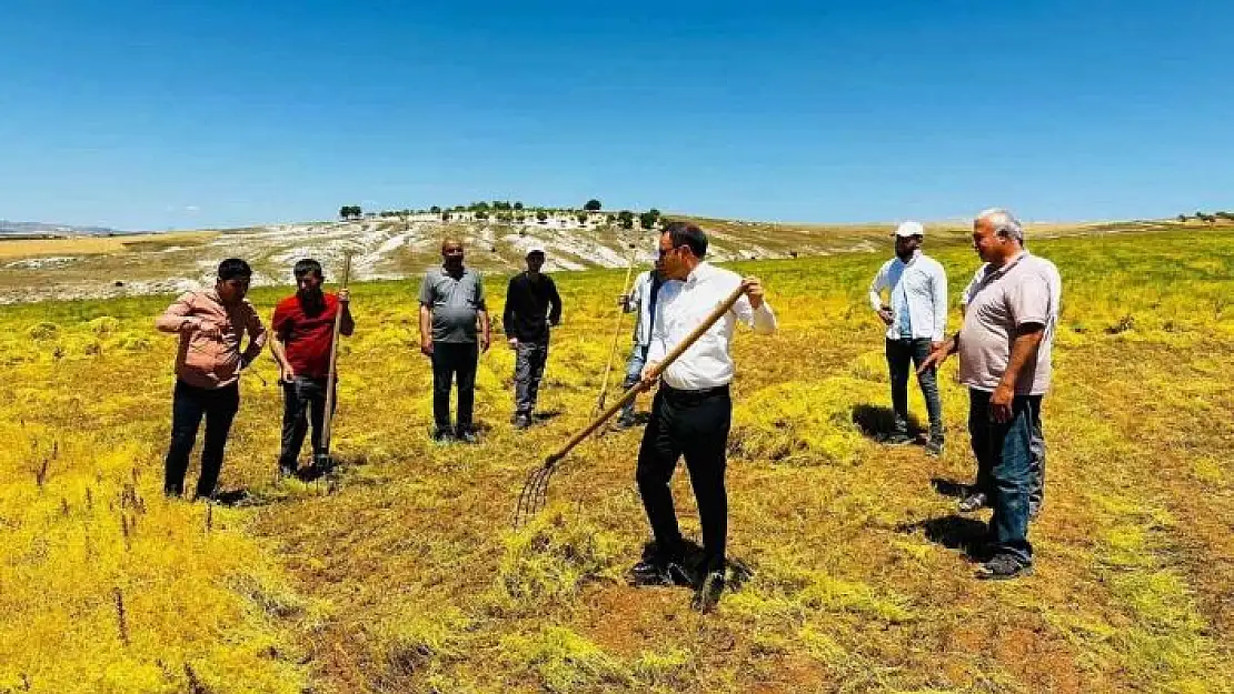 'Kaymakam Partal, mercimek hasadına katıldı'