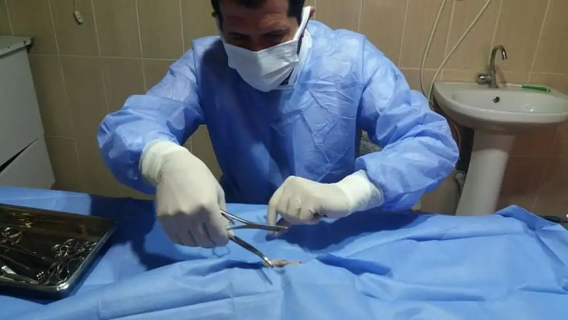'Kazada yaralanan kedi tedavi altına alındı'