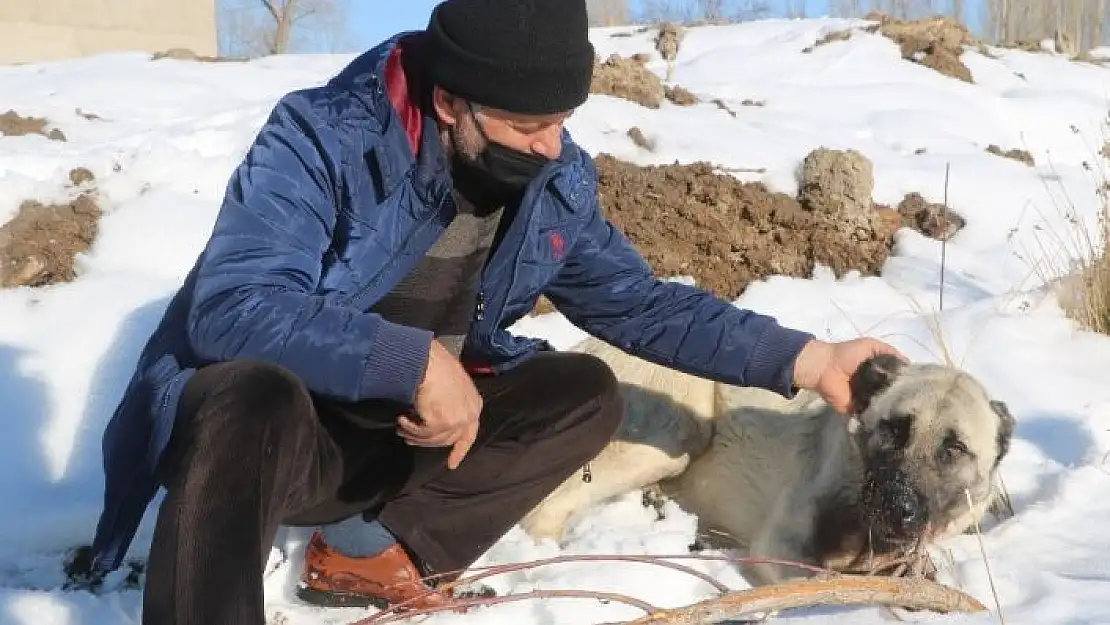 'Kazlarını yiyen 2 köpeği av tüfeğiyle vurdu'