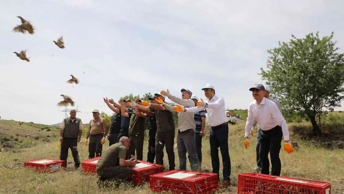 'Keban´da 500 keklik doğaya salındı'