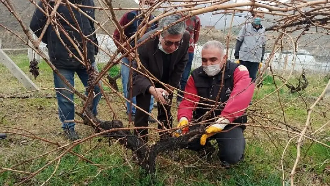 'Keban´da çiftçilere, bağ budama eğitimi'