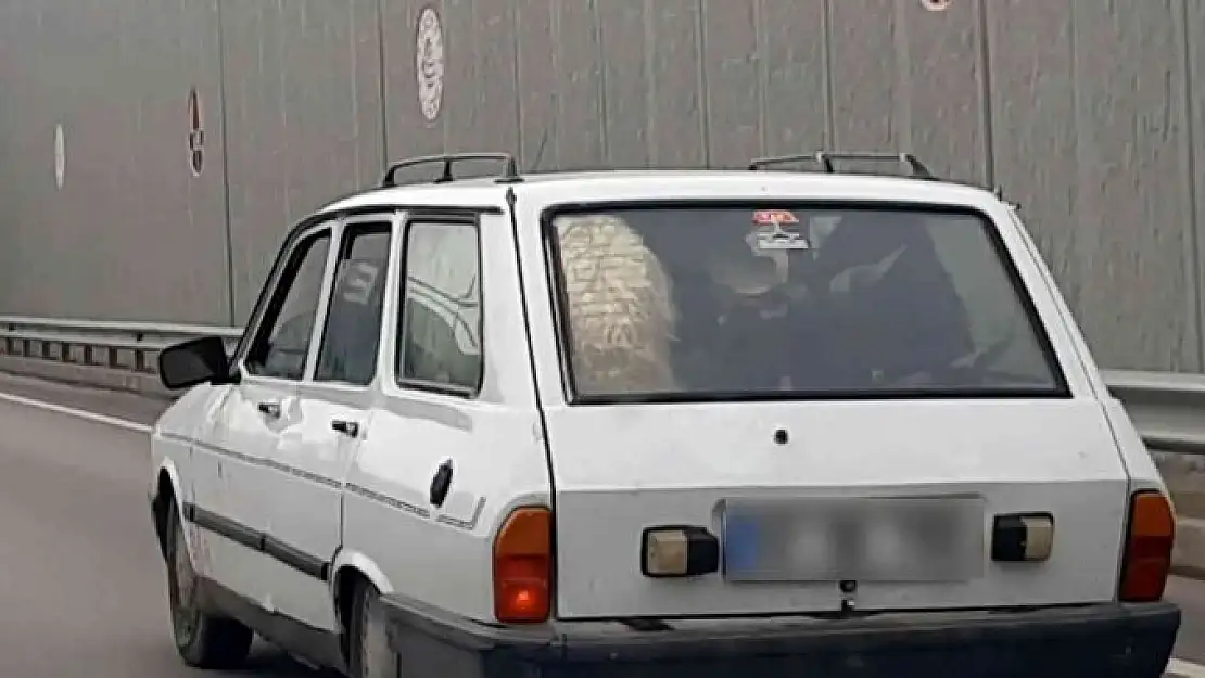 'Keçilerle koyunun otomobil bagajında ilginç yolculuğu'
